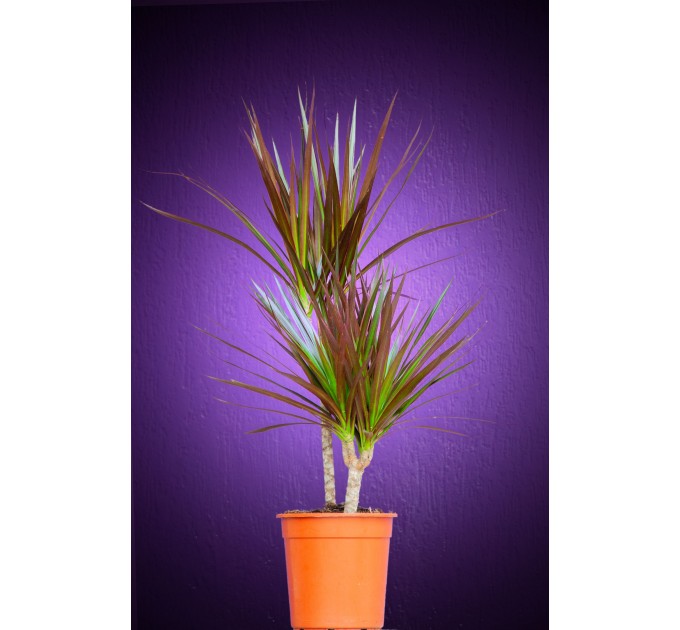 Драцена велика