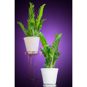 Замиакулькас