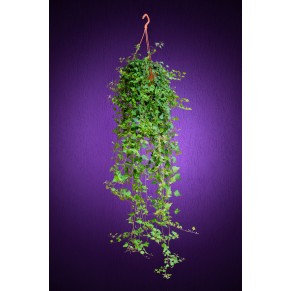 Плющ – Хедера