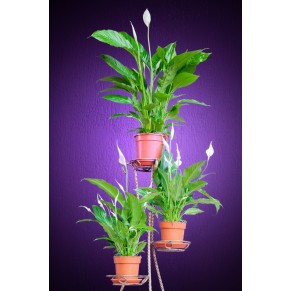 Спатіфілум