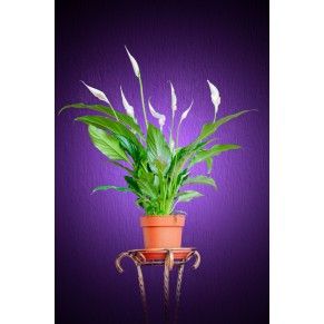 Спатифиллум