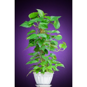 Сциндапсус