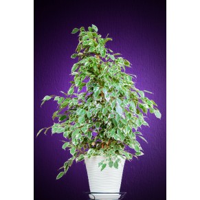 Фікус Бенжамін