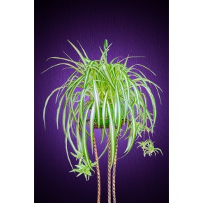 Хлорофитум