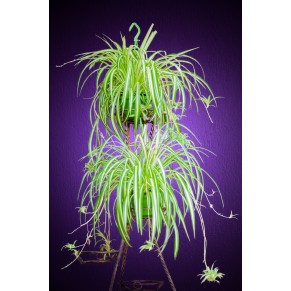 Хлорофітум