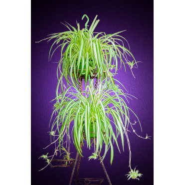 Хлорофітум