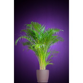 Рослина Пальма Арека