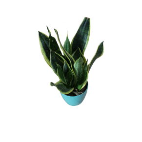 Сансіверія