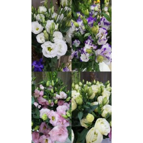 Еустома Еустома