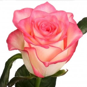 троянда джамілія