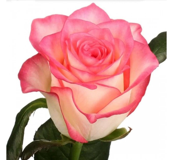 троянда джамілія