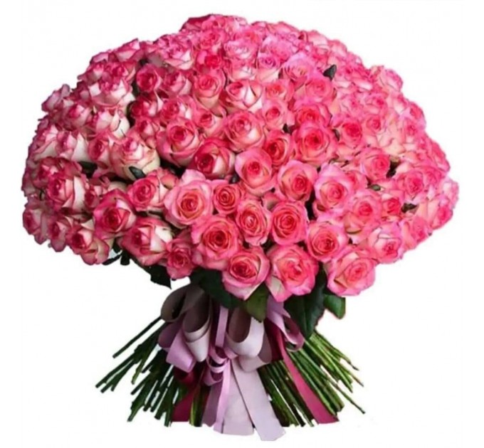 троянда джамілія