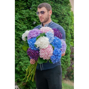 Букет із Гортензій 11шт.