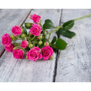 Букет гілка лавлі лідія 21шт Букет гілка лавлі лідія 21шт