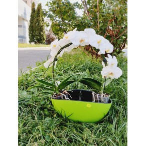вазон Орхідея дуга