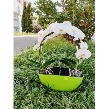 вазон Орхідея дуга