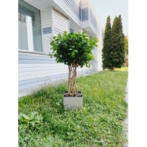 Вазоны Фикус штамп