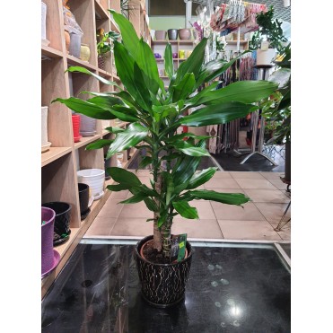 Вазон Драцена широколиственная