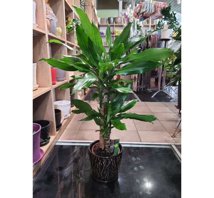 Вазон Драцена жироколиственная