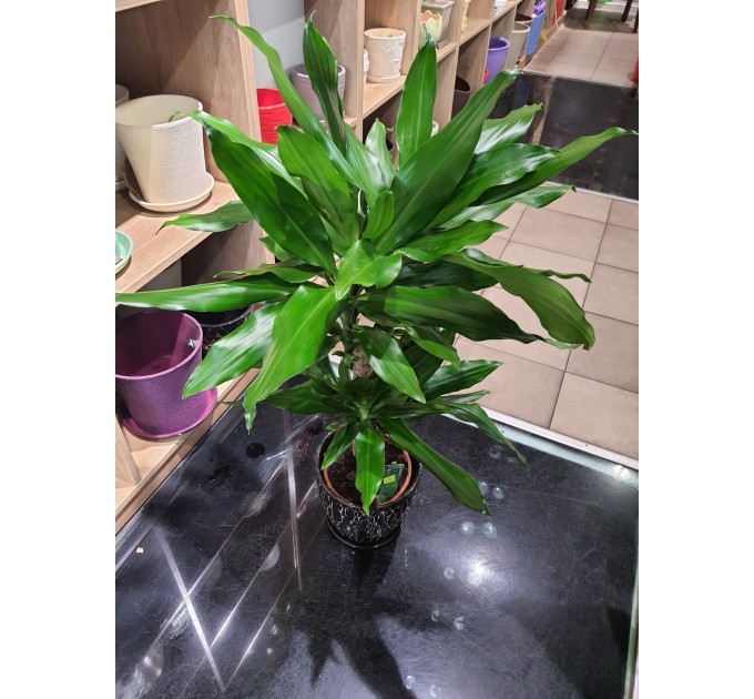 Вазон Драцена жироколиственная