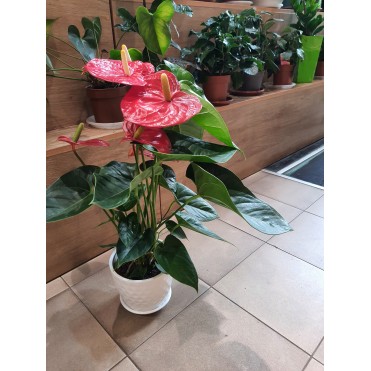 Вазон Антуриум красный