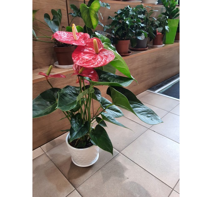 Вазон Антуртум красный