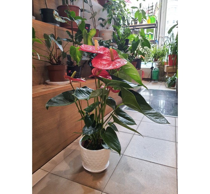 Вазон Антуртум красный