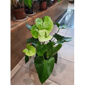 Вазон Антуриум белый