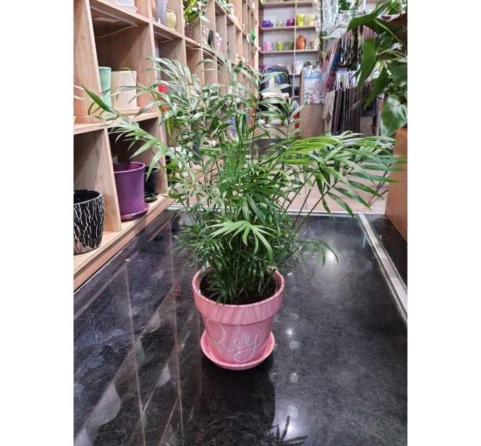 Вазон Хамадореа