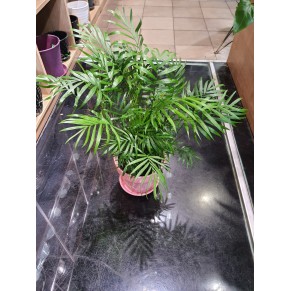 Вазон  Хамадореа