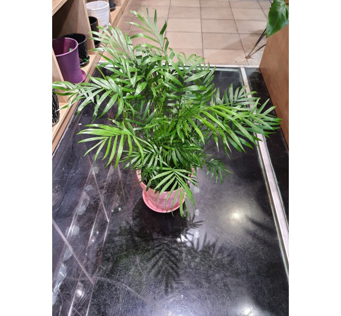 Вазон Хамадореа