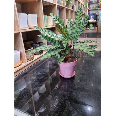 Вазон Калатея тигрова