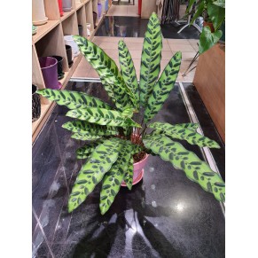 Вазон Калатея тигровая