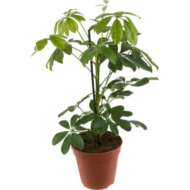 Кімнатна рослина "Шефлера"