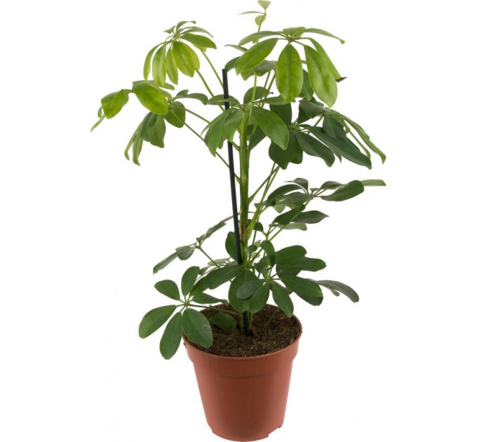 Кімнатна рослина "Шефлера"