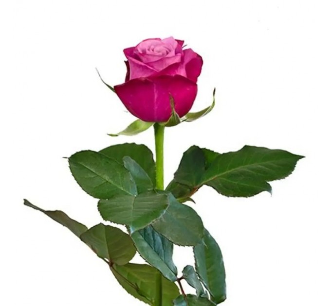 Квіти троянди Принц персі