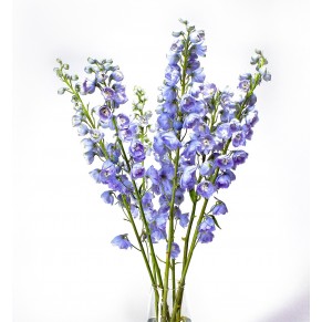 Дельфініум