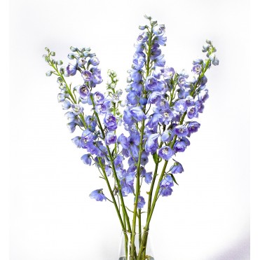 Дельфиниум