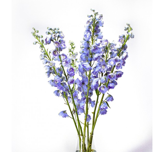 Дельфиниум