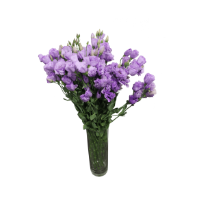 Еустома Еустома