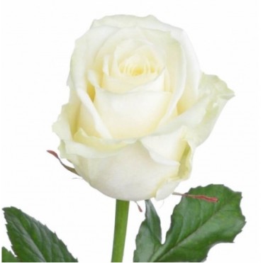 Роза Білуга