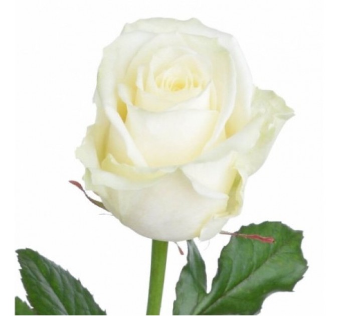 Роза Білуга