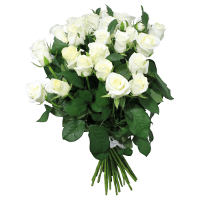 Роза Белуга