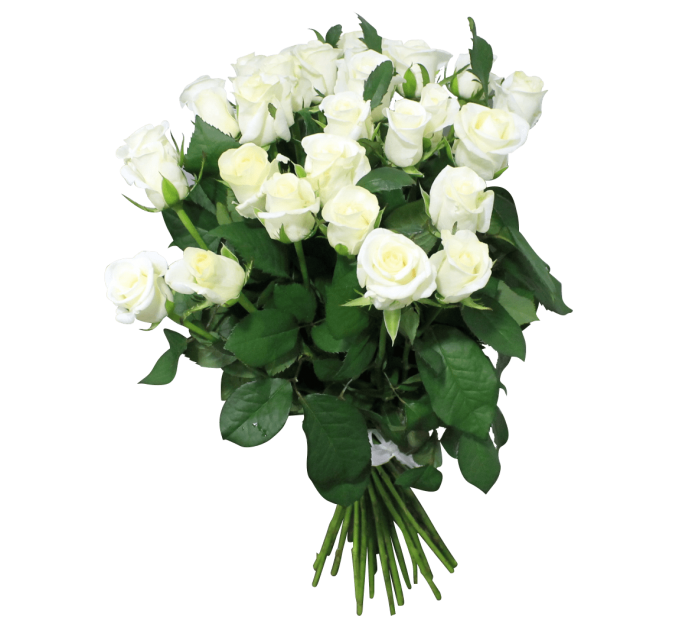 Роза Білуга