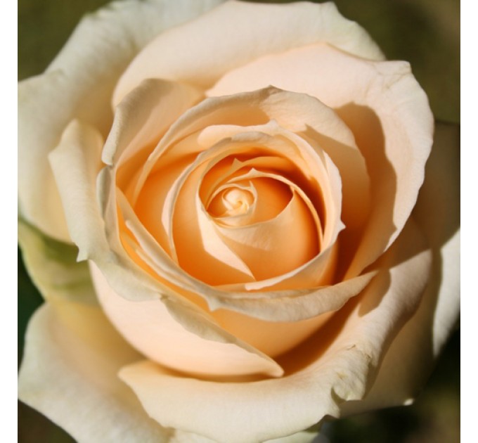 Роза Піч Аваланч