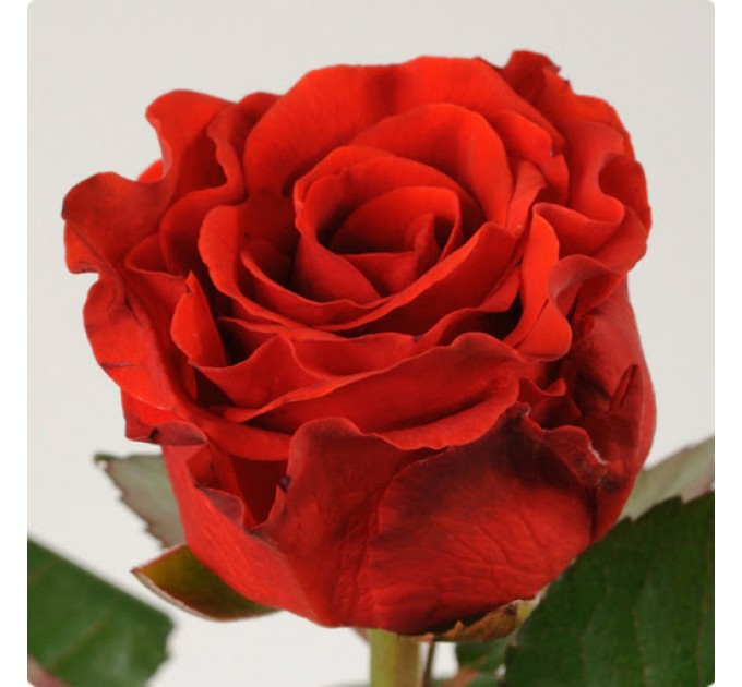 Роза Ель Торо