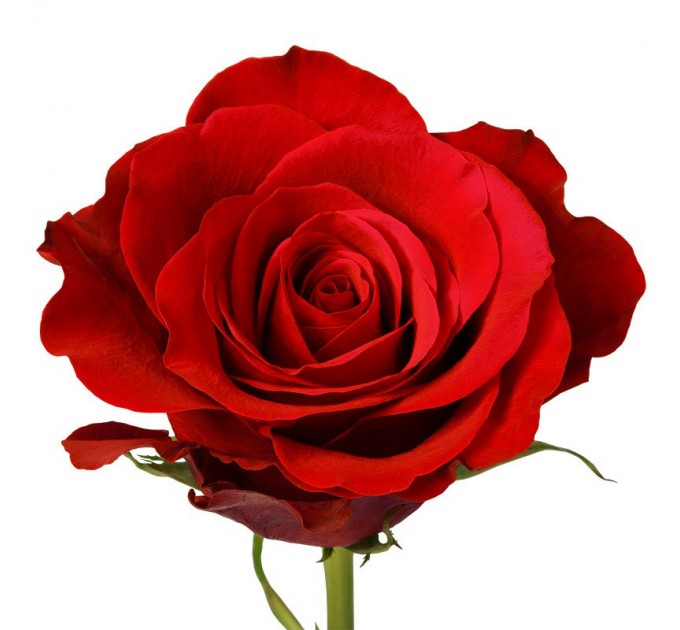 Роза Фрідом - Еквадор