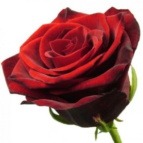 Троянда Гран Прі