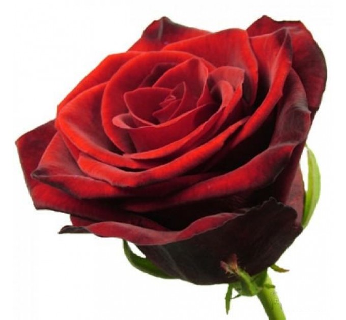 Троянда Гран Прі