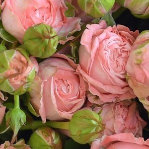 Роза Мадам Бомбастик